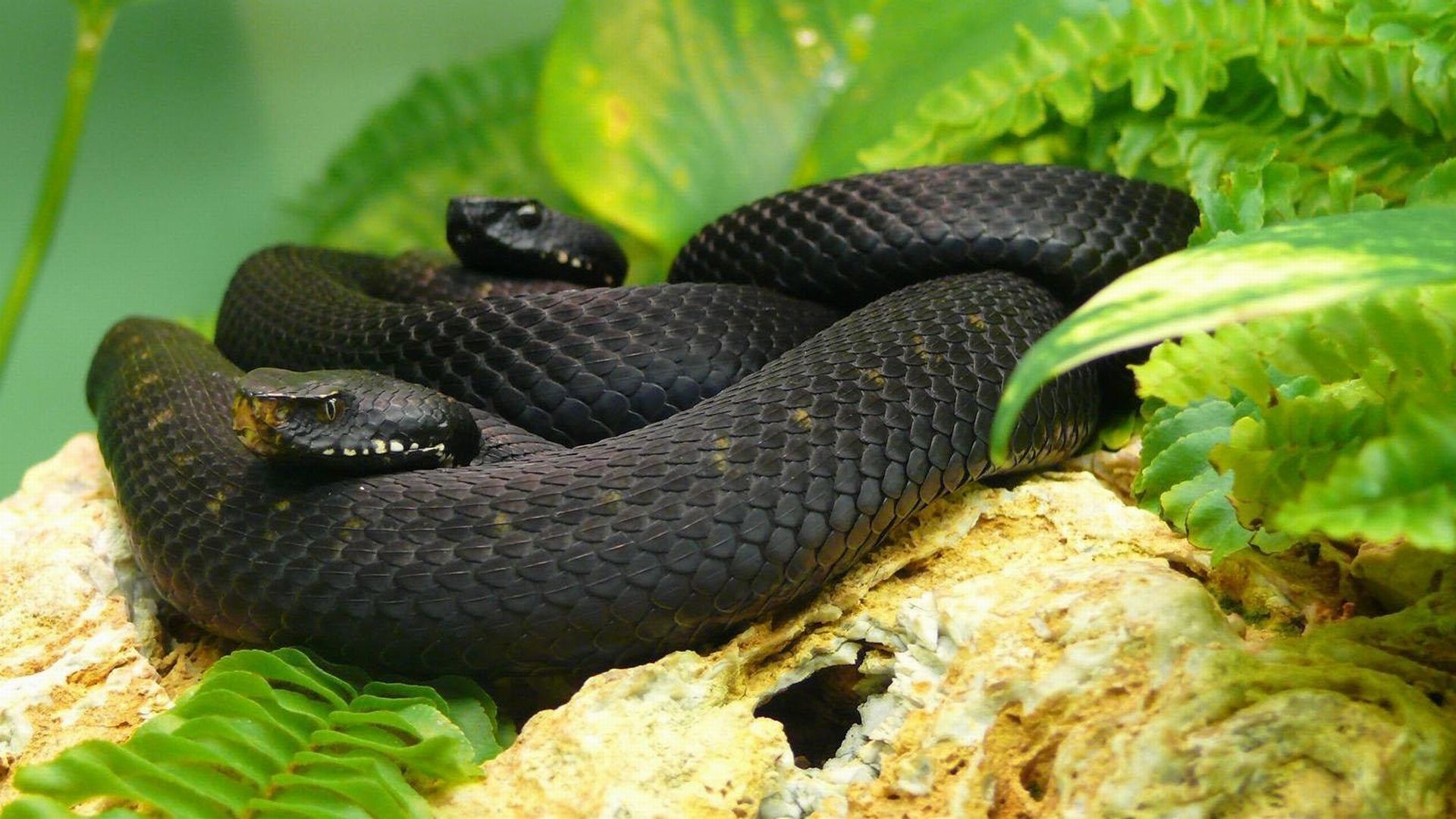 Черная мамба яд. Чёрная мамба змея. Чёрная мамба Dendroaspis polylepis. Ядовитая змея черная мамба. Черный полоз змея.
