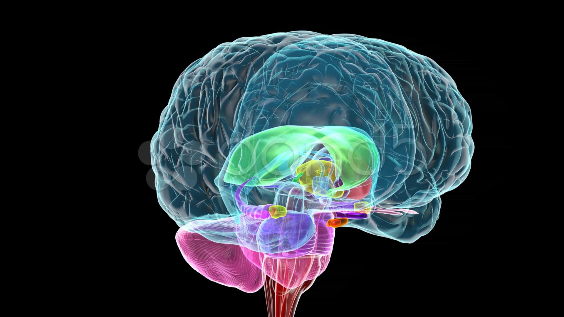 Brain 2 12. Головной мозг. Визуализация мозга. Компьютерная модель мозга.