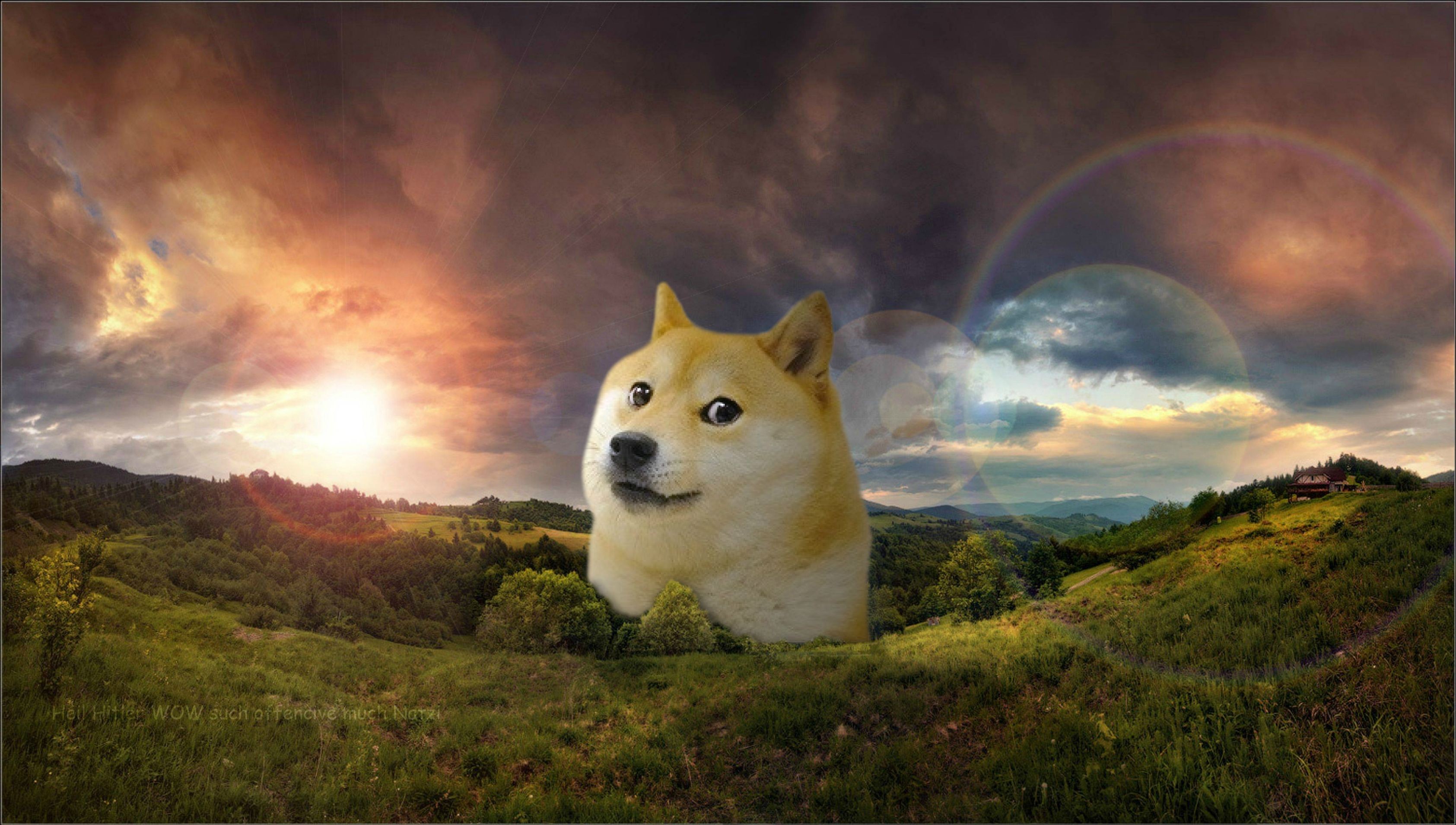 Doge wallpaper ·① Download free beautiful High Resolution wallpapers