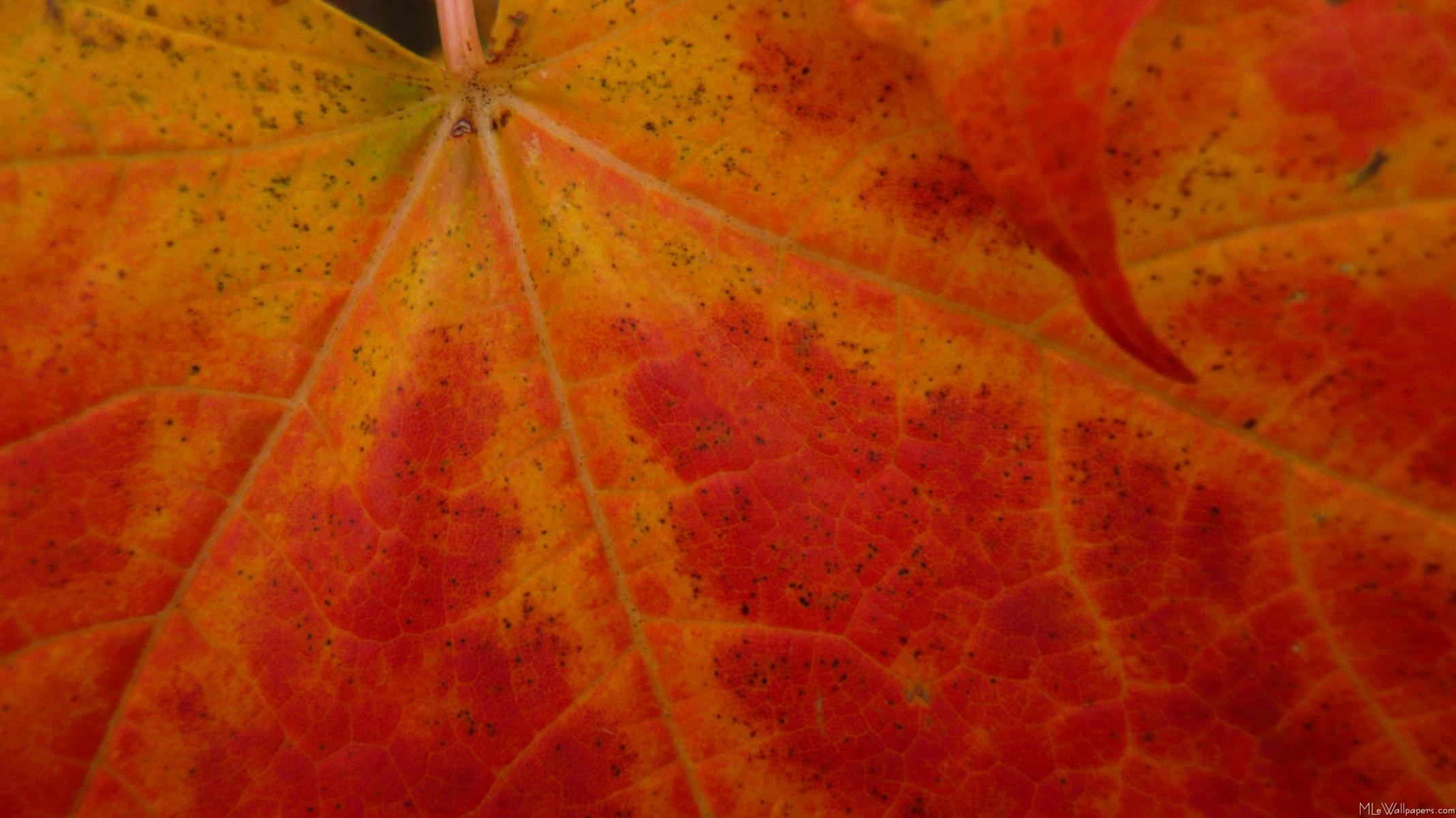 Maple leaf, Macro, Leaf veins, Red and orange, 16:9 Full HD, widescreen wallpaper