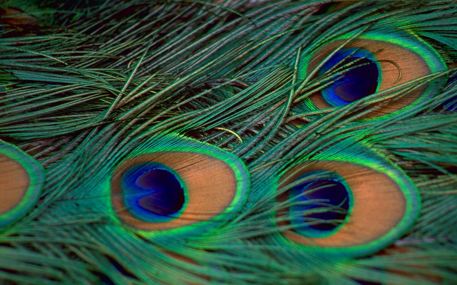 Peacock Feather Background ·① WallpaperTag