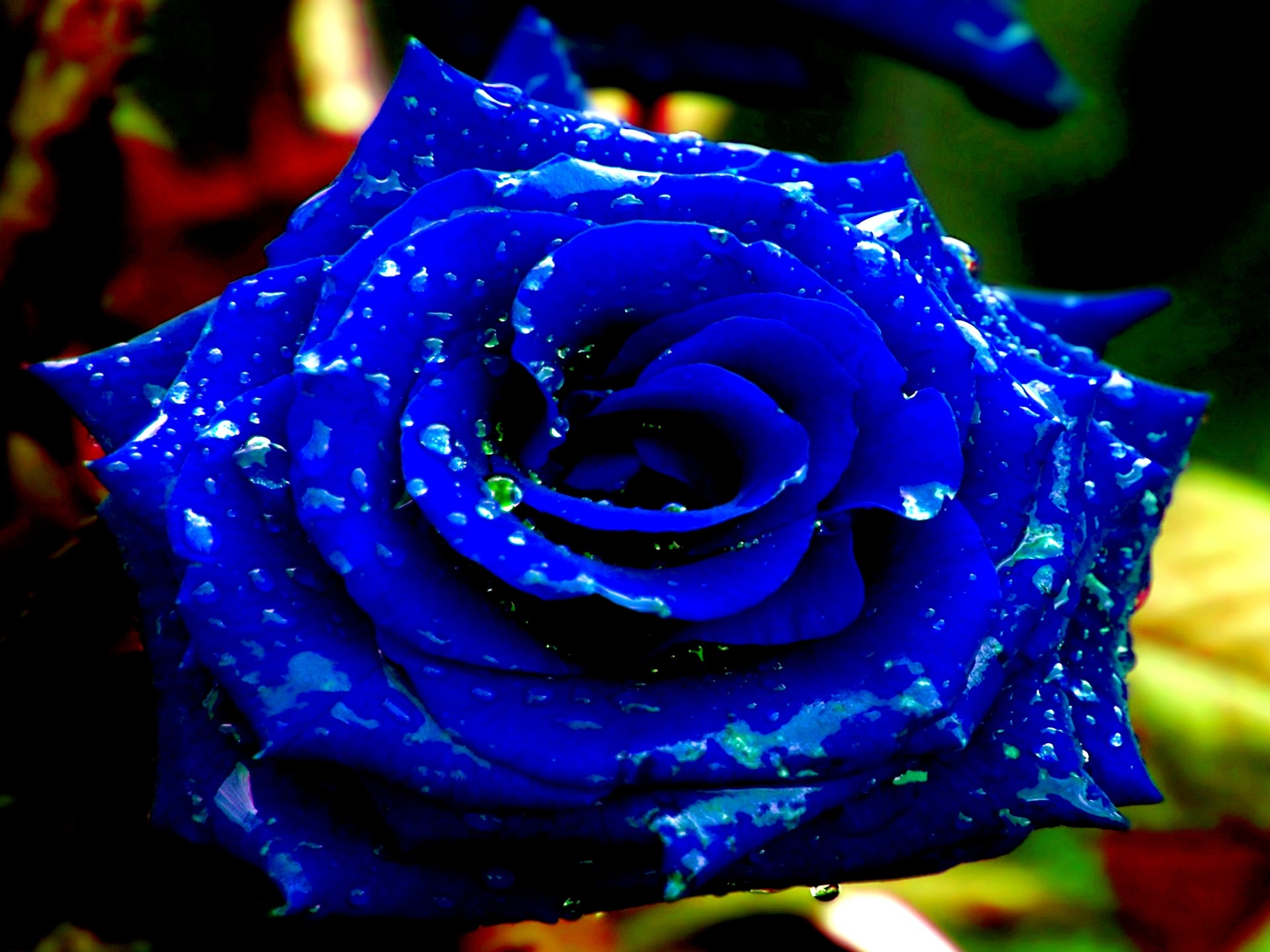 Blue Roses Wallpaper Wallpapertag Images, Photos, Reviews