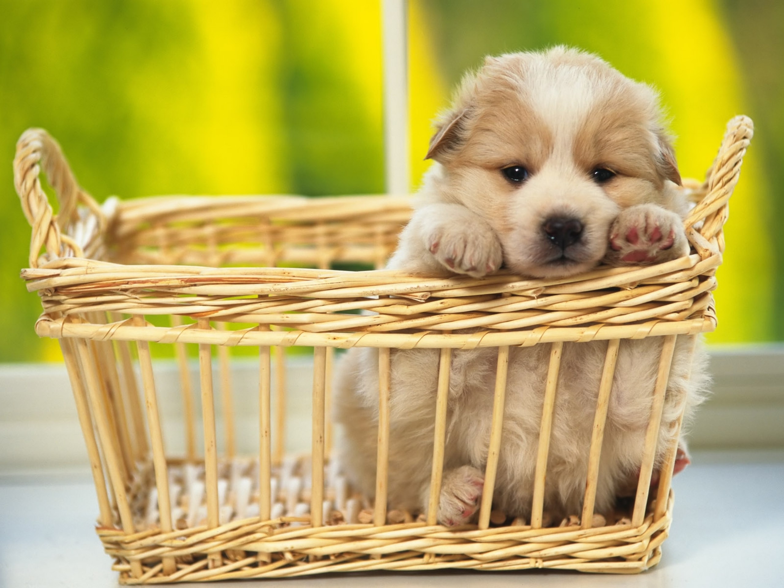 Cute Dogs and Puppies Wallpaper ·① WallpaperTag