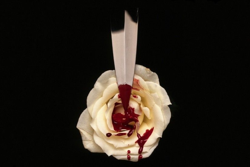 background white rose blood drops knife blade dagger