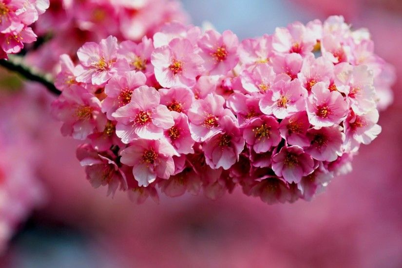 Flower Â· 1080p Beautiful Nature Wallpaper Flower Desktop Background  Pictures in Pink ...