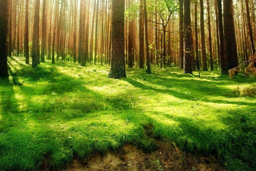 Earth - Forest Wallpaper