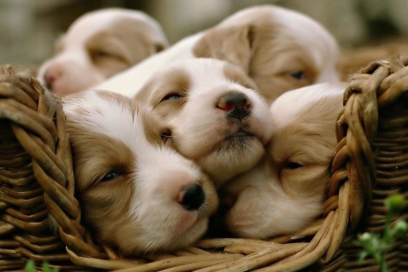 Desktop backgrounds // Animal Life // Dogs | Puppy dogs // Cute .