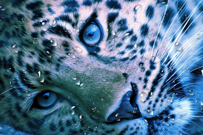 hd pics photos animals tiger water drops desktop background wallpaper