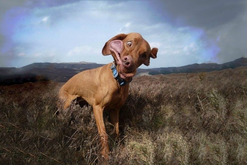1920x1080 Wallpaper dog, collar, field, grass, wind, cloudy
