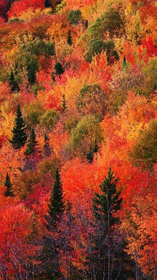 Fall with full of trees wallpaper for iPhone