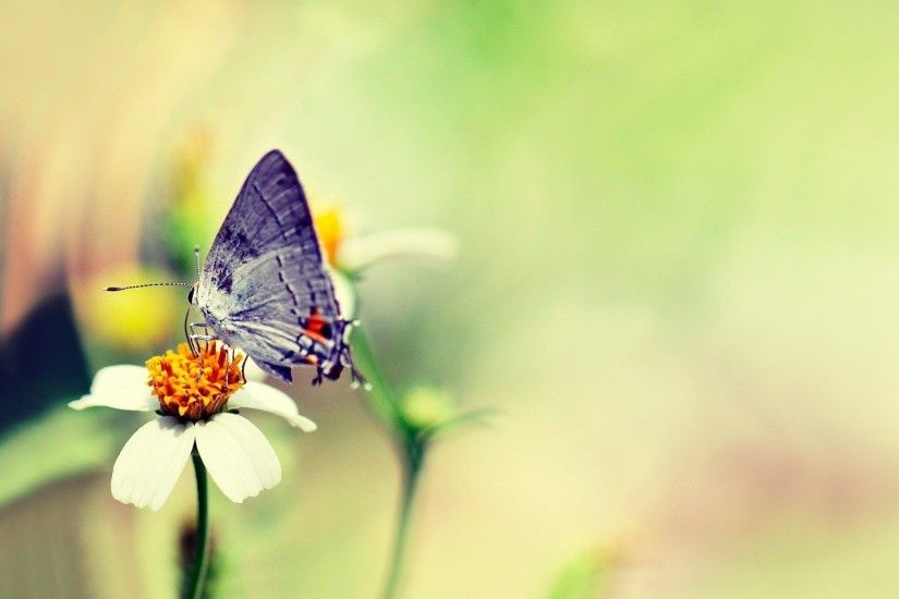 Butterfly Wallpaper 1080p