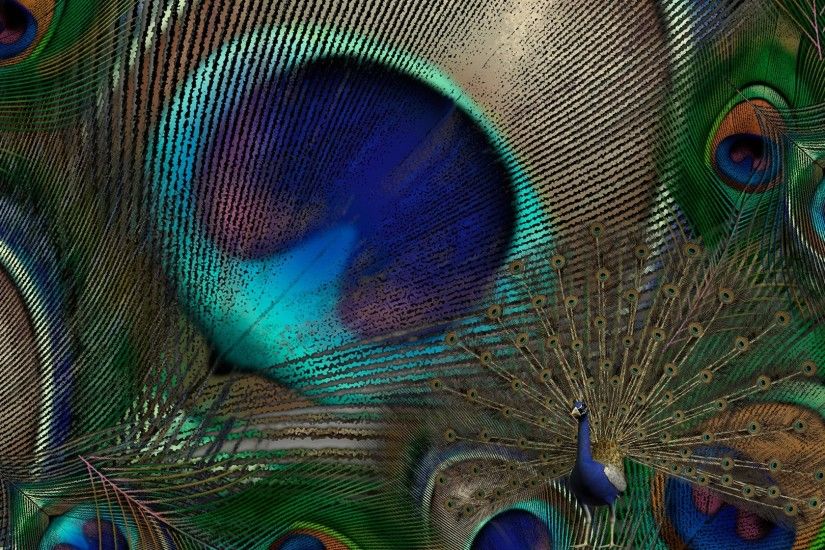 ... Peacock Feather | Free PEACOCK FEATHERS Wallpaper - Download The .