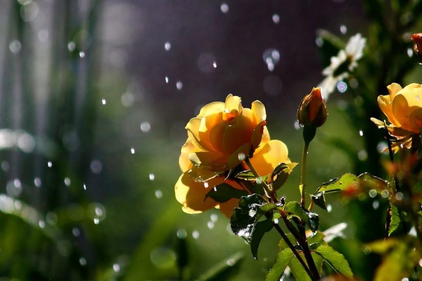 Rose in the Rain HD 1080p Wallpapers Download