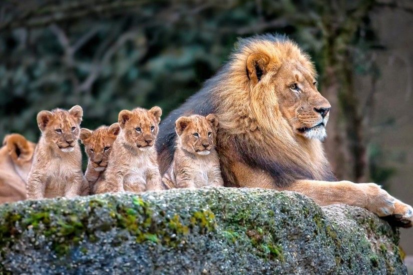 lion, Nature, Animals, Baby Animals Wallpapers HD / Desktop and Mobile  Backgrounds