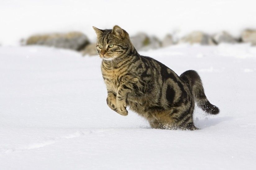 Explore and share Cats in Snow Wallpaper on WallpaperSafari