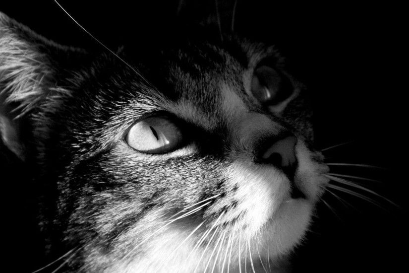 Halloween Cat Background Desktop Background | Desktop Backgrounds HQ