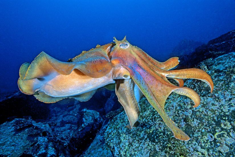 Giant Cuttlefish are generally too frilly and this one is a good example of  that -