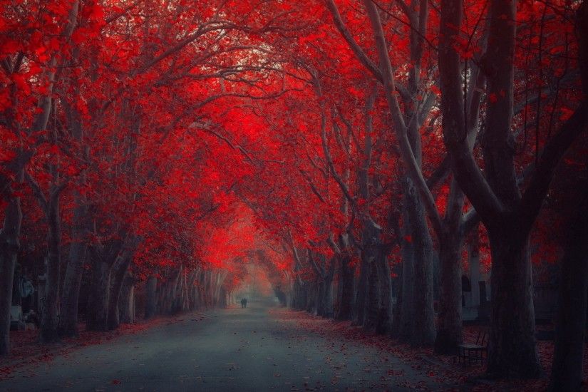 Red Trees Autumn Fall Seasons Wallpapers HD / Desktop and Mobile Backgrounds