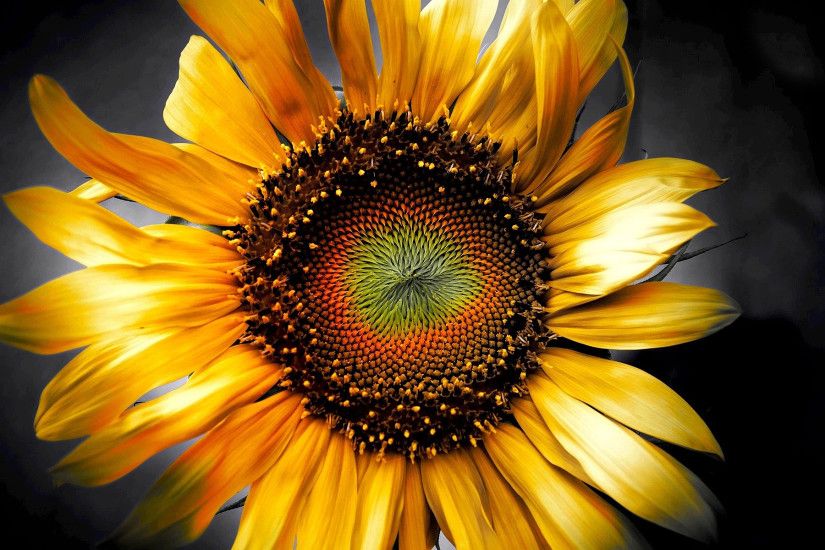 sunflower art 3d. Â«Â«