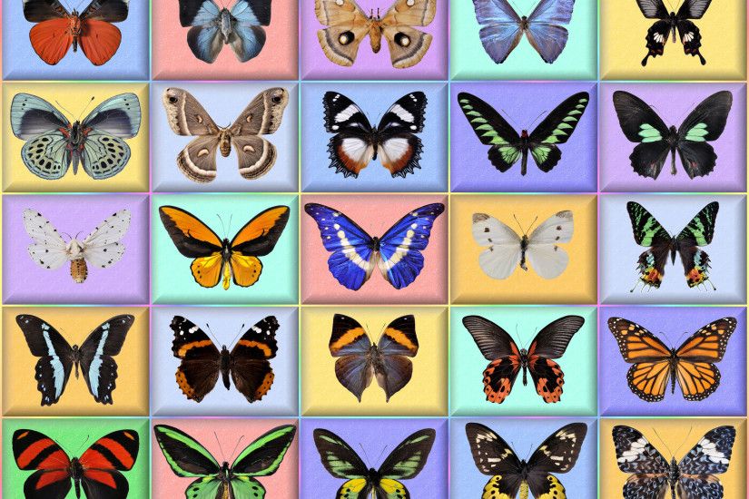 free wallpaper-34-butterfly-Full Screen