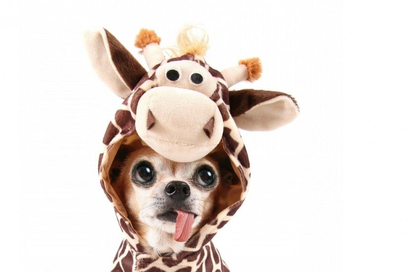 Chihuahua Giraffe Costum wallpapers and stock photos