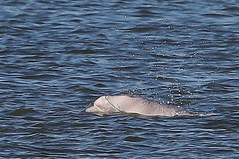 Thames beluga whale 'swimming strongly'