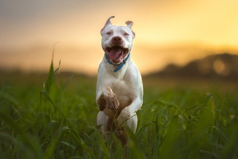 pitbull-dog-breed-running.jpg