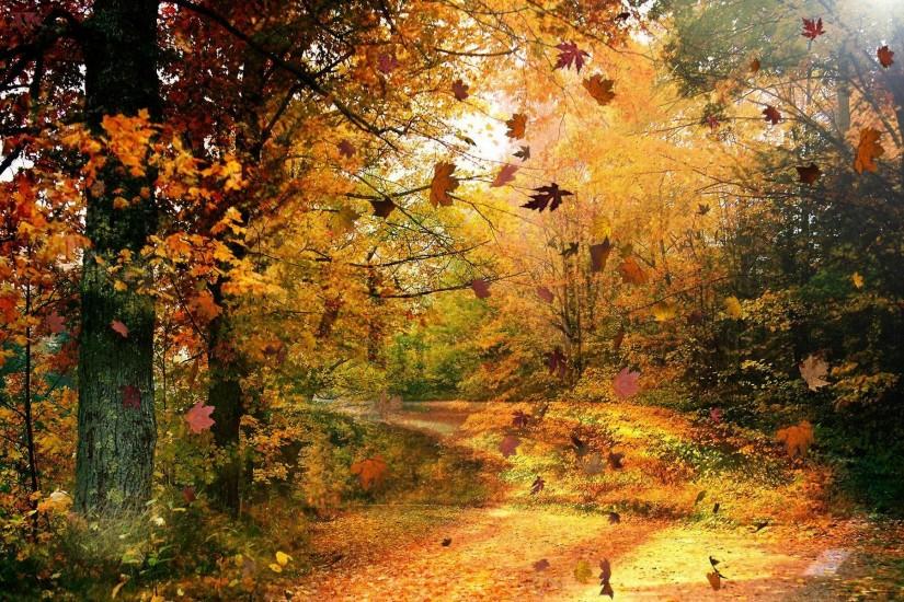 Beautiful Autumn Season Fallen Leaves HD Wallpapers Widescreen
