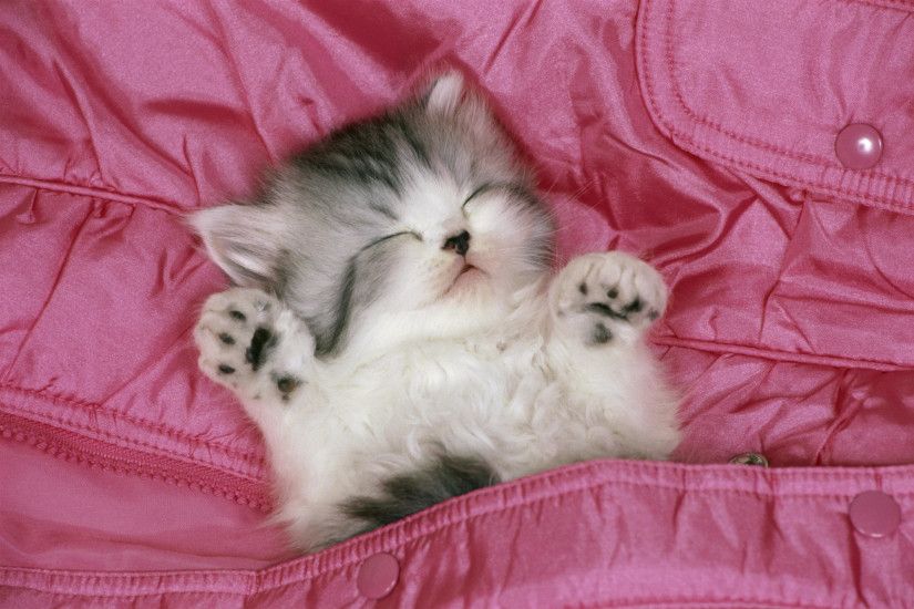 Kitten Sleeping. cute cats. Image Credit