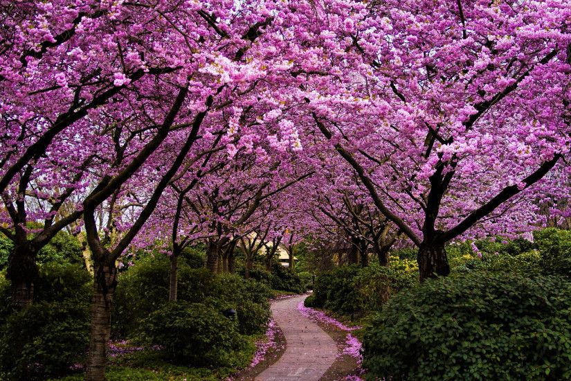 Download Pink Spring in Japan Wallpaper