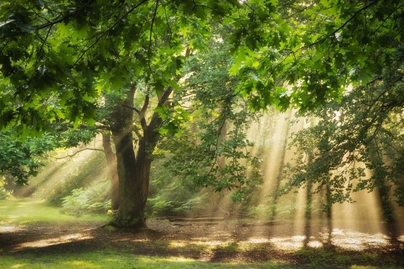 nature, Trees, Sunlight, Sun Rays, Oak Trees, Forest, Green, Branch, Ferns  Wallpapers HD / Desktop and Mobile Backgrounds
