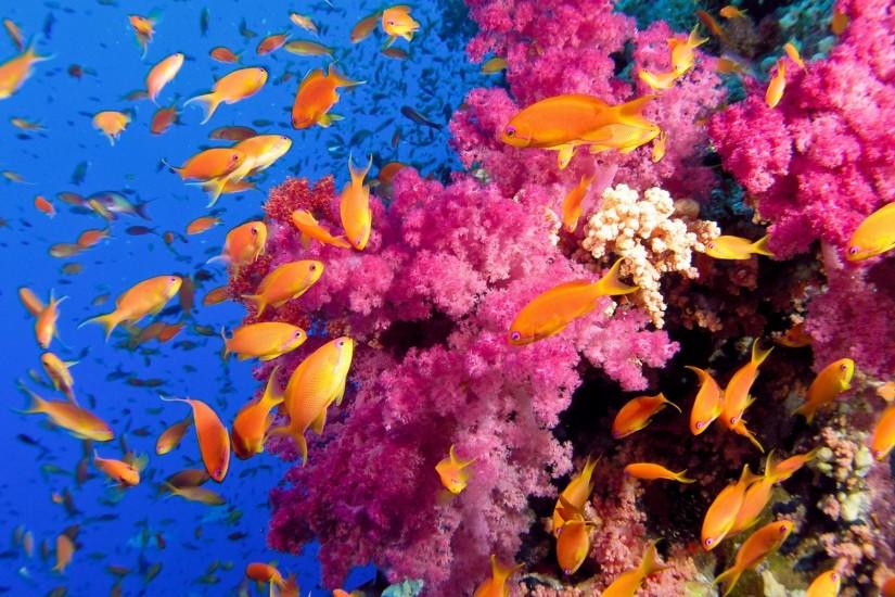 Underwater-colorful-coral-reef-wallpapers ~ Coral Reef Desktop Wallpaper:  Coral