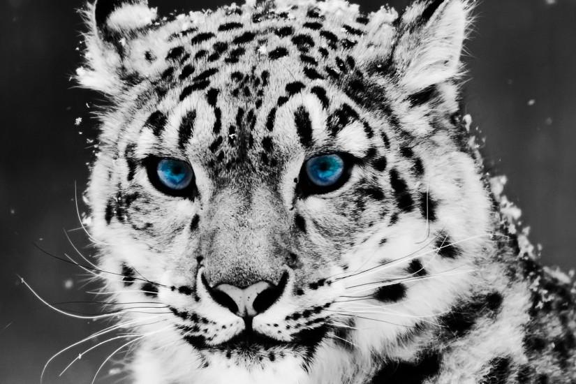 Blue Eyed Snow Leopard Wallpaper - Eyes Wallpaper (28331410) - Fanpop