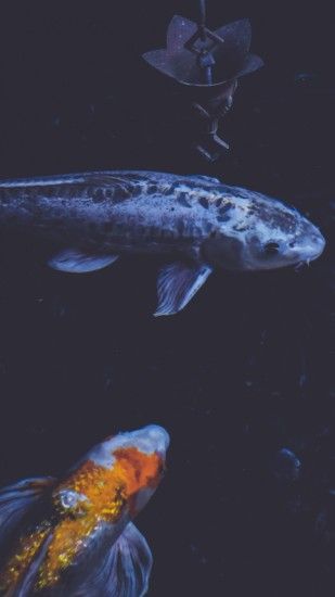Animal Koi Fishes Fish. Wallpaper 669122