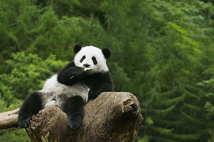 Panda Widescreen Background
