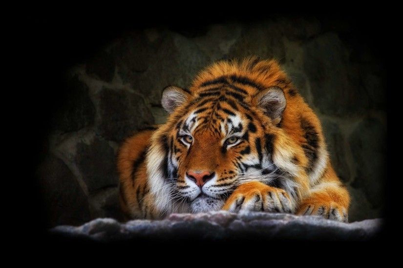 1104 Tiger HD Wallpapers Backgrounds Wallpaper Abyss - HD Wallpapers
