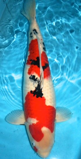 Taisho sanke (known as sanke), hi (red) and sumi (black) on a white  background. A maruten sanke has a separate red spot on the head with normal  markings on ...