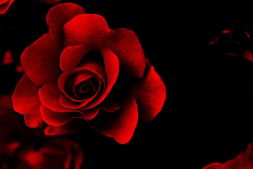 Red rose flower on black background wallpapers