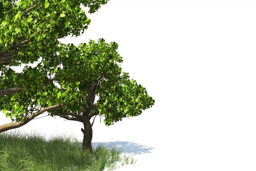 FREE Download HD 1080p video backgrounds – 3D animated tree and grass -  American Sycamore - YouTube