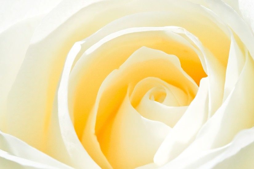 White rose Wallpaper