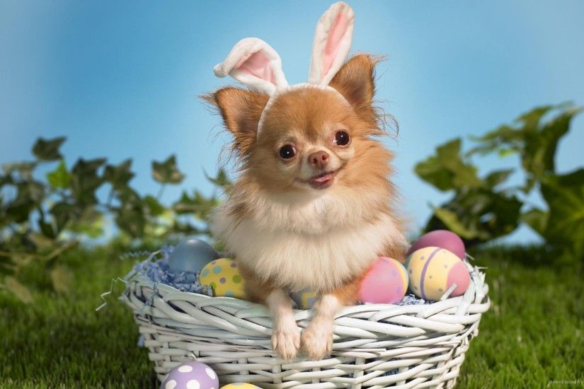 Easter Chihuahua for 1920x1080