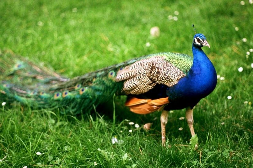 peacock-flying-bird-wallpaper-9