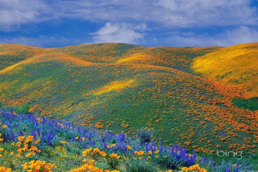 Spring wildflowers bloom all over the Antelope Valley California Wallpaper  - 1920x1080 wallpaper download
