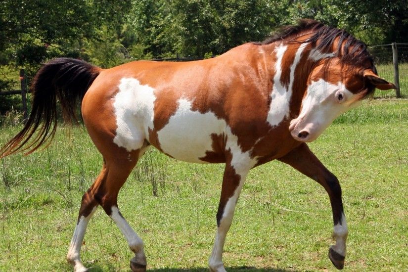 1920x1080 Wallpaper horse, grass, spotted, walking
