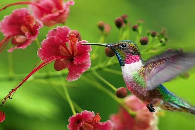 2048x1152 Wallpaper hummingbirds, exotic flower, swing