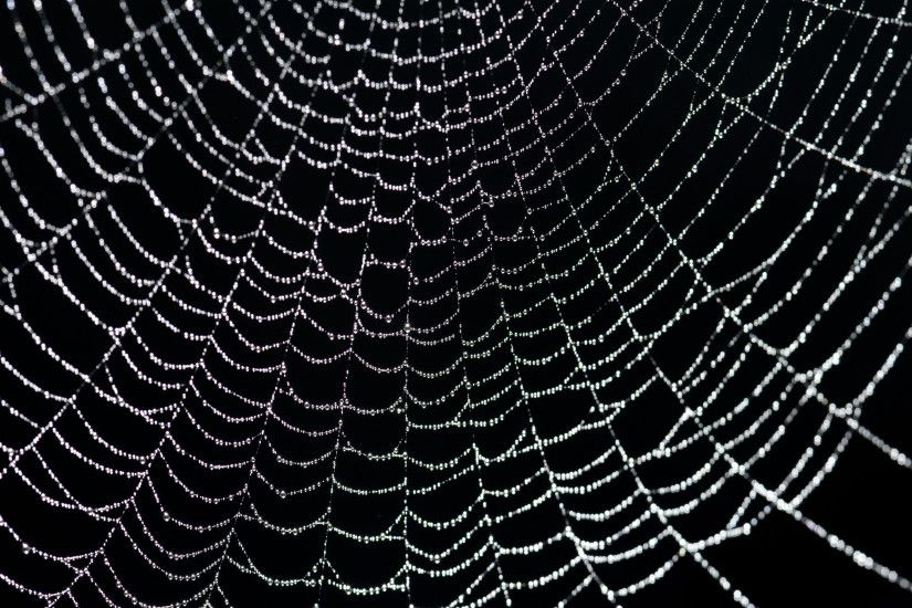 3200x2129 Red Spider Web Background In a spider web-8145