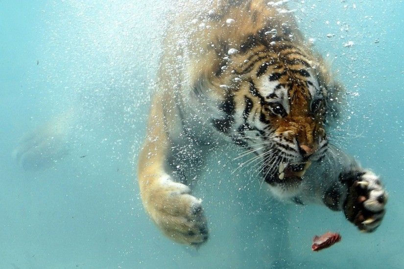 Swimming tiger Wallpapers