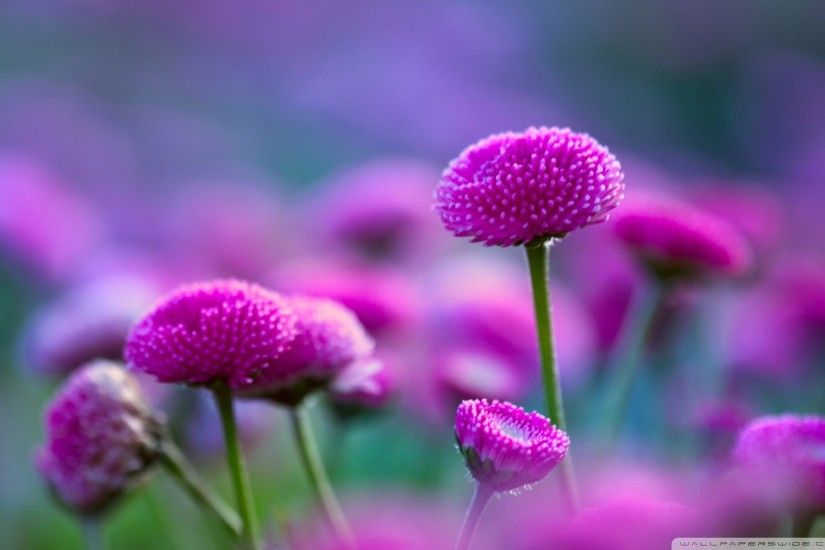 Flowers: Beauty Blue Nature Pink Flowers Beautiful Pretty Purple .