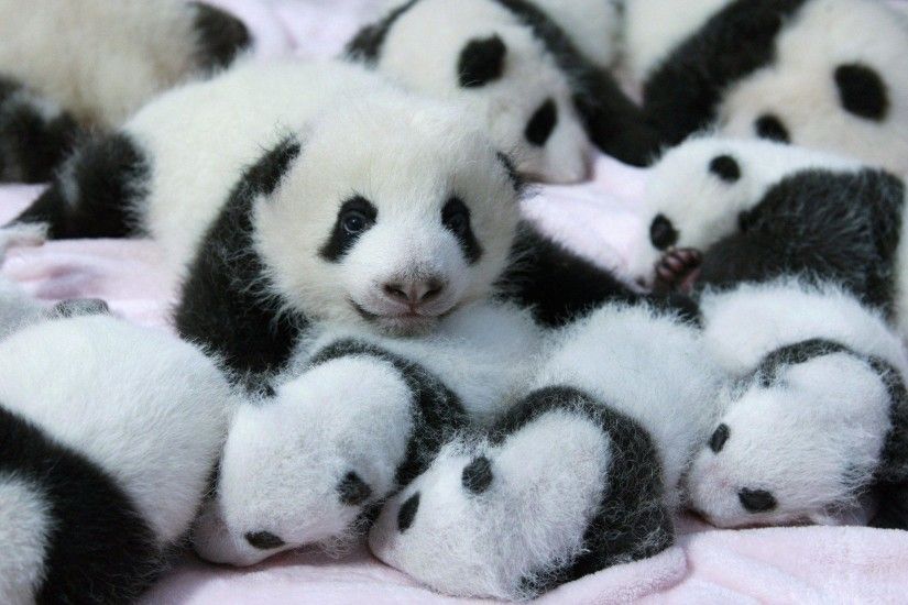 Panda Pandas Baer Bears Baby Cute Iphone Wallpaper #24045 - The HD .