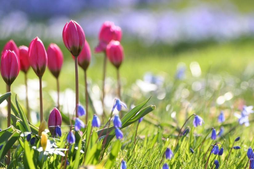top spring flowers wallpaper 2560x1600 pc